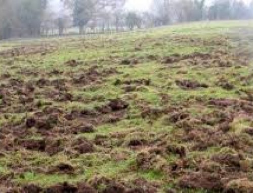 Approvata la graduatoria del Bando A.2.5 – PSR 2014/2020 MISURA 19- Azione 19.2.01 – (Op.4.4.02) “Prevenzione dei danni da fauna”
